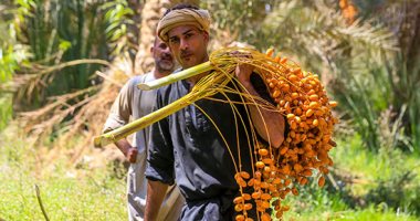 حياني يا بلح حياني.. موسم الرزق والخير