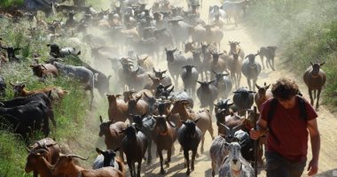 قطعان الماعز