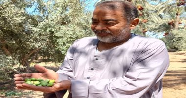 أجود أنواع زيت الزيتون عالميا.. مراحل تنقية الزيتون بمزارع الشرقية.. فيديو