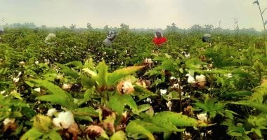 الذهب الأبيض.. انطلاق حصاد القطن بالقنطرة شرق بالإسماعيلية