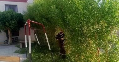 مدينة أرمنت تنظم حملات نظافة حول المدارس قبل العام الجديد.. صور