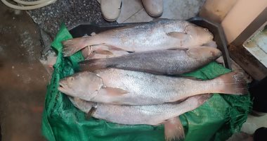 ضبط كميات من الأسماك المجمدة الفاسدة داخل ثلاجة فى سوق الأسماك ببورسعيد