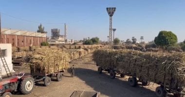 خير بلدنا.. مراحل تصنيع "الذهب الأبيض" داخل مصانع السكر في قنا.. صور