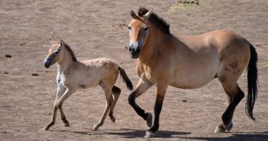 40 عاما من محاربة الانقراض.. الصين تحتضن سلالة حصان برزوالسكى النادرة فى العالم 