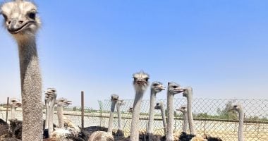 تعرف على أكبر مزرعة نعام بالإسماعيلية.. نموذج متكامل للاستثمار والإنتاج "فيديو"