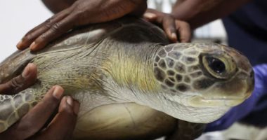 محاولات إنقاذ السلاحف البحرية في نيجيريا من التلوث والصيد الجائر