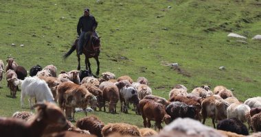 رحلة رعاة الحيوانات فى الصين.. انطلاق موسم هجرة الماشية من مراعي الصيف إلى الخريف