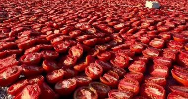 ماكينة الإنتاج.. تصدير طن الطماطم المجففة من الأقصر للخارج بـ3 آلاف دولار