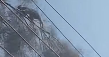 أهالى أرمنت يرصدون ظهور قرد صغير يلهو على أشجار قرية الديمقراط.. صور