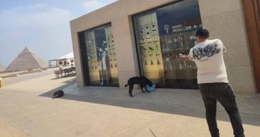 محافظة الجيزة: تحصين الكلاب الحرة بالمنطقة الأثرية لحماية المواطنين والزائرين