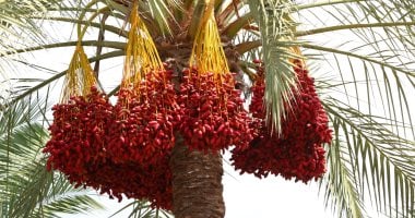 محافظ كفر الشيخ يتسلم "أطلس نخيل البلح والتمور فى مصر" من ممثلى فاو.. صور