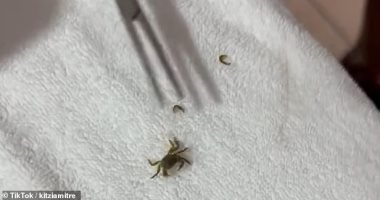 اخبار نيوز : 
                                            استخراج سرطان بحر صغير من أذن طفل مكسيكى بعد عودته من الشاطئ.. فيديو
                                        