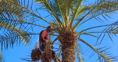 أطياب بين السحاب.. شاهد بدء موسم المغامرة الكبرى وتسلق النخل فى حصاد التمور