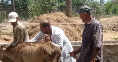 تحصين 204 آلاف رأس ماشية ضد مرض الحمى القلاعية بلقاح sat1 فى الدقهلية