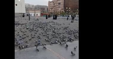 مشهد ساحر مع أسراب الحمام في الساحة المباركة بالمسجد النبوى.. فيديو