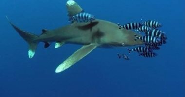 القروش والسلاحف والدلافين وأسماك نابليون والمانتا كائنات بحرية مهددة بالانقراض.. وزارة البيئة حظرت صيدها فى البحر الأحمر.. والغزال والصقور والكبش الأروي محرم اصطيادها بالصحراء الشرقية.. صور