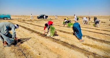 تجفيف الطماطم.. مشروع العمر لأبناء الجنوب.. الأقصر تشهد بدء موسم زراعة الطماطم فى الظهير الصحراوى.. أحد رواد التجفيف من ذوى الهمم: ثانى أهم محصول بعد القصب.. ويكشف: وصل سعر تصديرها مجففة 3 دولار للكيلو.. صور