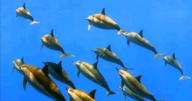 كائنات بحرية مهددة بالانقراض.. القروش والسلاحف والدلافين وأسماك نابليون والمانتا 