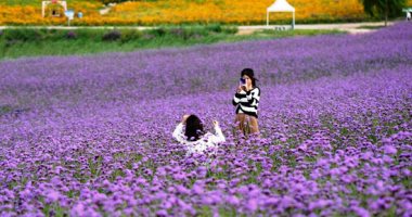 حقول اللافندر فى الصين تستقطب آلاف السياح كل عام