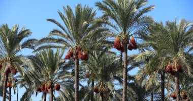 تعرف على حالة الطقس بكفر الشيخ الخميس 25 سبتمبر 2025م