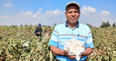 حصاد القطن يزين صباح الشرقية.. انطلاقة موسم الخير والرزق الحلال