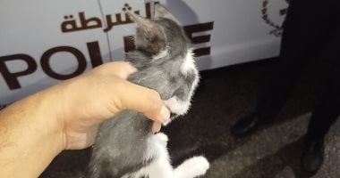مشهد إنسانى مؤثر.. رجال الشرطة ينقذون قطة علقت داخل عمود إنارة فى بورسعيد (صور)