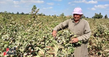 نورت يا قطن النيل.. بدء موسم جنى الذهب الأبيض فى 36863 فدان صنف جيزة 94 بزمام محافظة الشرقية.. مدير عام الزراعة 23 حلقة تسويقية لتسلم المحصول من المزارعين ومتوسط إنتاجية الفدان من 8 إلى 11 قنطارا