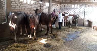 تحصين 219 ألف رأس ماشية ضد مرض الحمى القلاعية فى الدقهلية