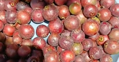 حصاد الجوافة الفرنساوى.. الكيلو بـ 250 جنيها وتعطى 20 ضعف البلدي.. صور
