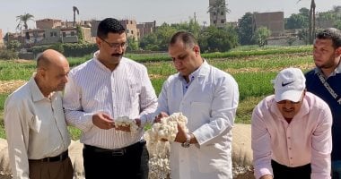 زراعة سوهاج: 411 فدانا المساحة المنزرعة بالقطن صنف جيزة 98 إكثار هذا الموسم