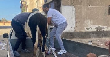 البدء في مصادرة الماشية من شوارع بورسعيد بعد مهلة 3 أيام