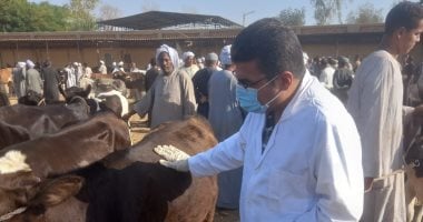 بيطرى الأقصر تحكم رقابتها على أسواق الماشية بفحصها وتحصينها.. صور
