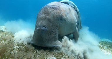 الدوجونج.. عروس البحر موطنها الأصلى مرسى علم ومهددة بالانقراض "صور"