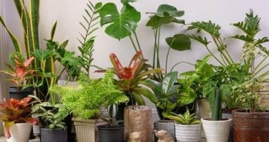نوع لا يحب الضوضاء وآخر يصطاد الذباب.. 5 أسرار لا تعرفها عن النباتات