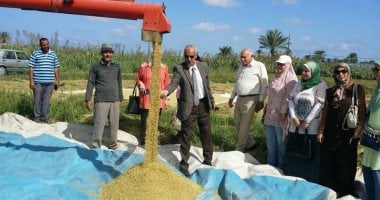 زراعة الإسكندرية: بدء حصاد محصول الأرز للحقول الإرشادية لصنف سوبر 300