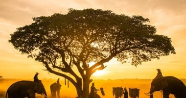 أسبوع الحيوان العالمى يزيد الوعى ويحفز المجتمعات على التحرك لحياة أفضل