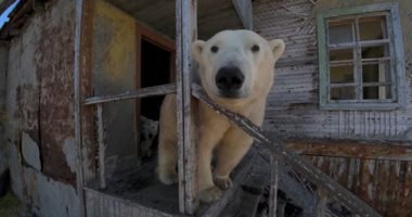 الدببة القطبية تفرض سيطرتها على محطة أبحاث فى روسيا