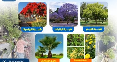 محافظ الإسكندرية: زراعة أشجار ونباتات جديدة مستدامة وجمالية بطريق الحرية بعد التطوير