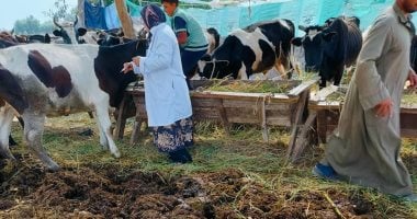 تحصين 230 ألف رأس ماشية فى الحملة القومية للتحصين ضد مرض الحمى القلاعية بالدقهلية