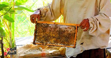 من غيط القطن إلى منحل العسل.. رحلة الذهب الأبيض في قلب الطبيعة المصرية