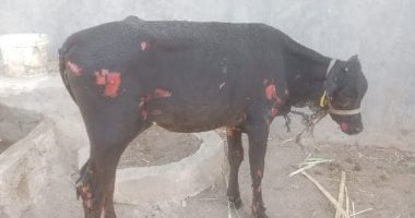 السيطرة على حريق فى حوشين بطهطا ونفوق عدد من الماشية.. صور