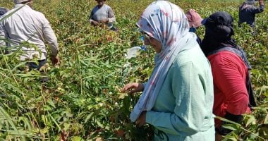 زراعة كفر الشيخ: جني 2000 فدان من 67 ألفا مزروعة بالقطن