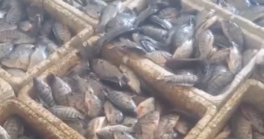 مبادرة من شباب بلطيم لبيع أسماك البلطي السوبر بـ 35 جنيها.. فيديو