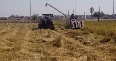 حصاد 90 ألف فدان من إجمالى المساحة المنزرعة بمحصول الأرز بالشرقية