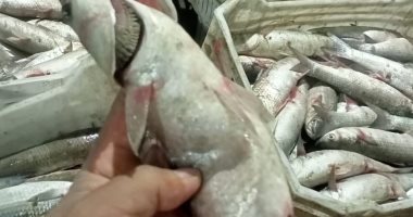 محافظ كفرالشيخ: ضبط 400 كيلو أسماك غير صالحة للاستهلاك الآدمى بمركز مطوبس
