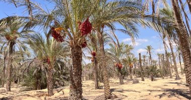 حصون خضراء على رمال سيناء تحفظ أسرار البطولة.. من مأوى الفدائيين إلى قرى عامرة.. حكاية أحواض النخيل في بئر العبد.. المحمم وأبو علي وطولان والمكسار وأبو العفين.. أسماء ارتبطت بالسرية والبطولة.. صور