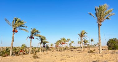 من صحراء جرداء لجنة خضراء.. أرض البطولات فى سيناء تتحول لمزارع منتجة