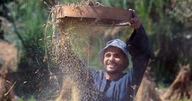 انطلاق حصاد السمسم.. الذهب يلمع تحت شمس الغيطان
