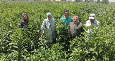 السمسم نور غيطان القليوبية.. إنطلاق حصاد المحصول الزيتى.. ومدير الإرشاد الزراعى: من المحاصيل التعاقدية وانتشر زراعتها مؤخرا و450 فدان مزروعة هذا العام.. وأحد المزارعين: غير مكلف والإنتاج 30 كيلو للقيراط.. صور