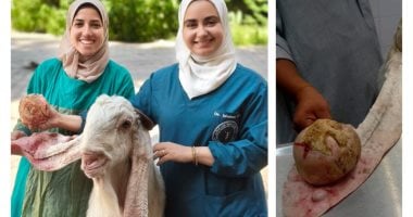 استئصال ورم ليفى يزن كيلوجرام من أذن "تيس" بالطب البيطرى جامعة القاهرة